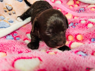 Cavapoo dogs Cavapoo Puppy 3 - Ad 25