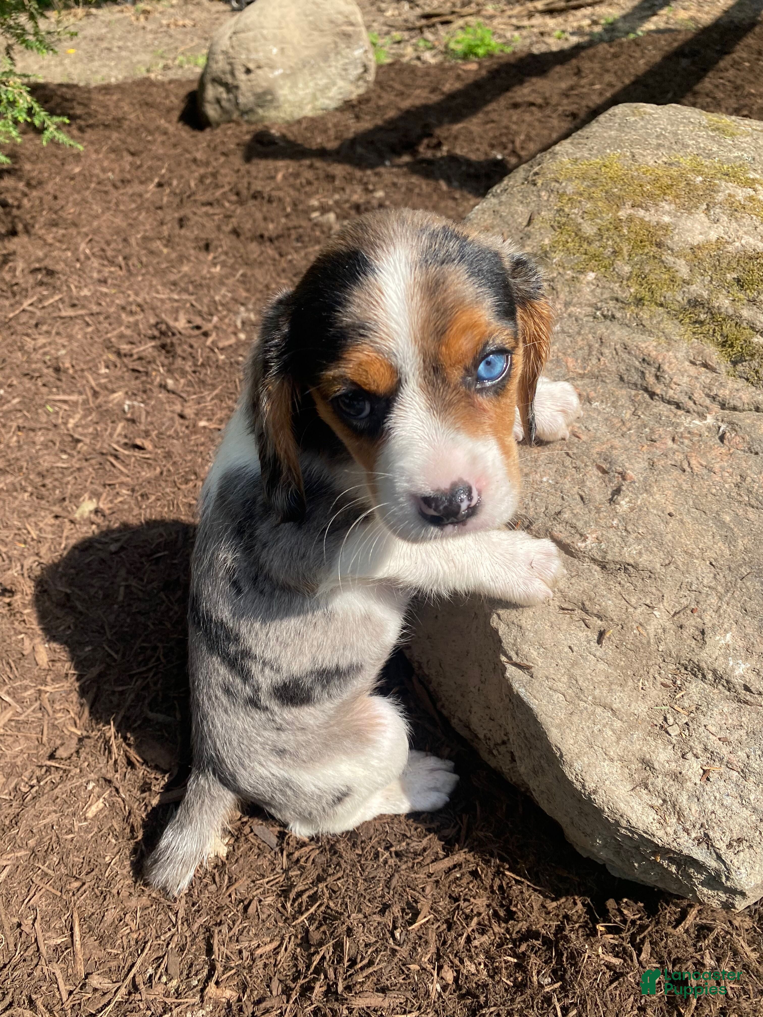 Beaglier dogs Amy - Ad 2