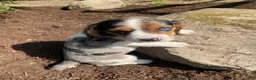 Beaglier dogs for sale: Amy - Ad 2