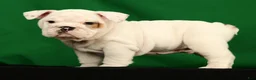 English Bulldog dogs for sale: Winston - Ad 9