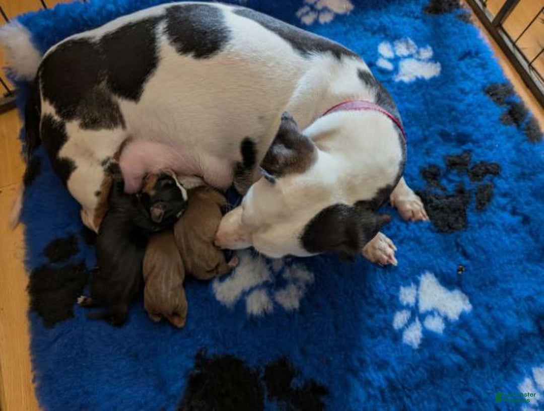 Miniature Dachshund dogs for sale: Miniature Dachshund Puppy 1 - Ad 2