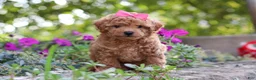 Miniature Poodle dogs for sale: Janika - Ad 8