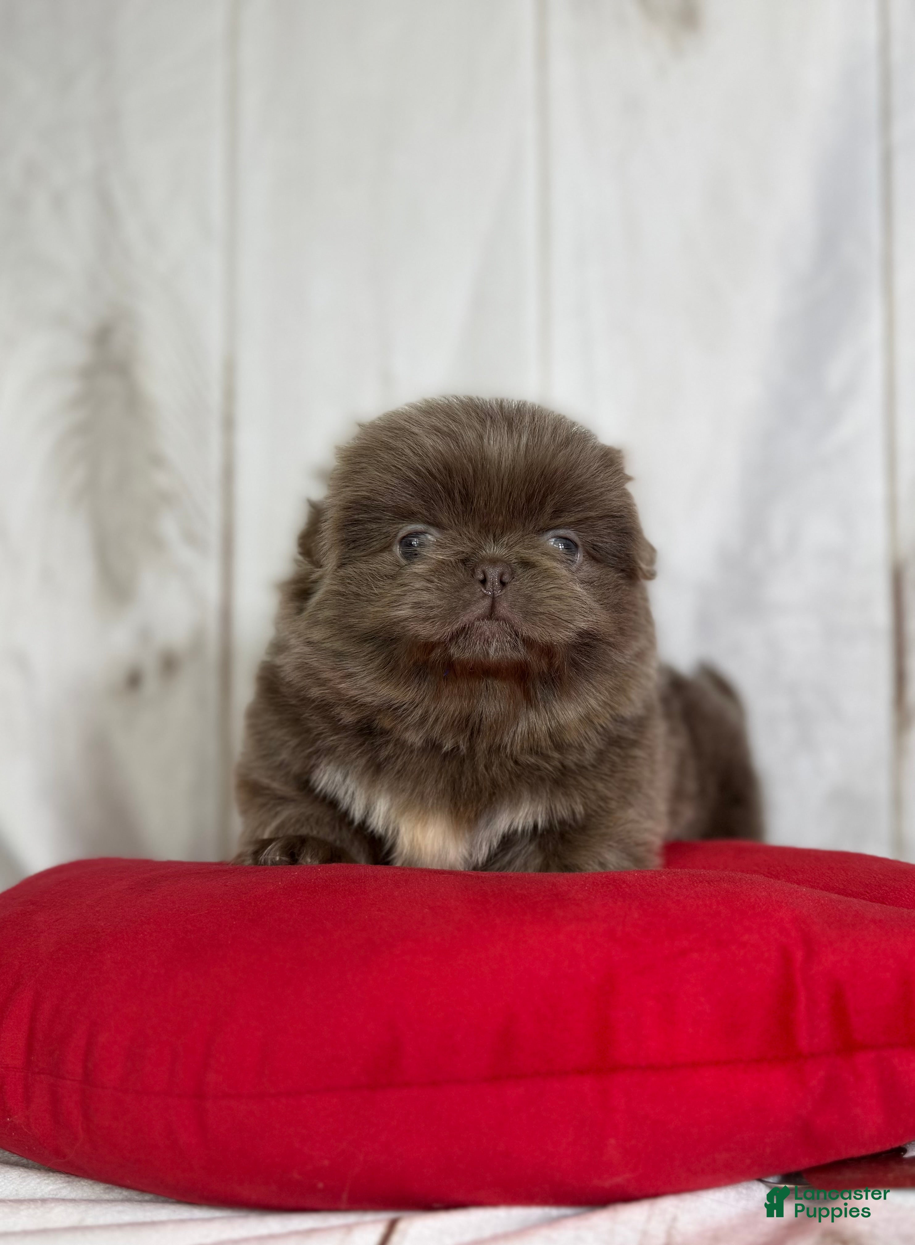 Pekingese dogs AKC DNA OFA Buddy lilac - Ad 5