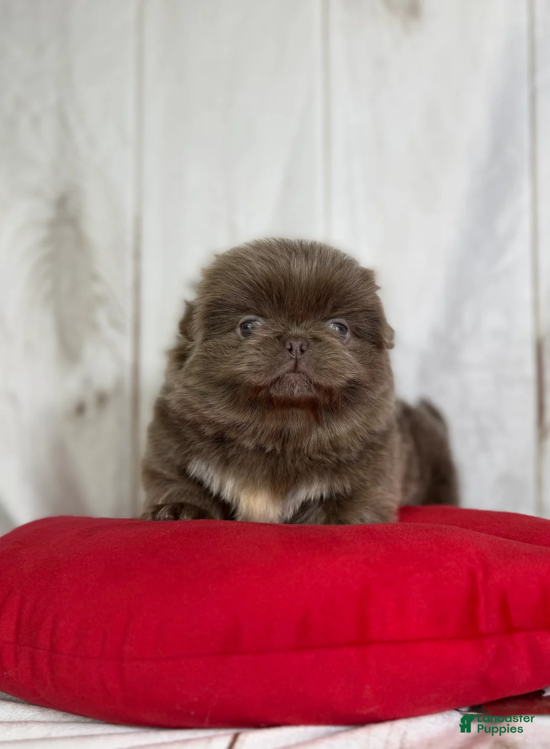 Pekingese dogs for sale: AKC DNA OFA Buddy lilac - Ad 1