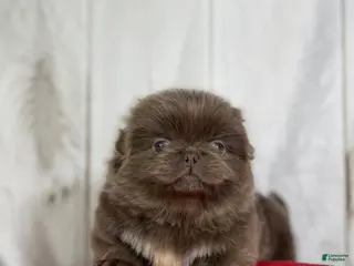 Pekingese dogs AKC DNA OFA Buddy lilac - Ad 6