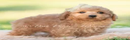 Mini Goldendoodle dogs for sale: rocket - Ad 3