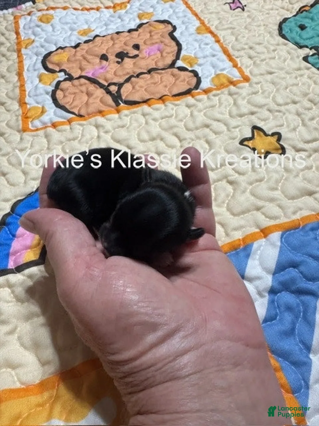 Yorkshire Terrier dogs for sale: KODA - Ad 3
