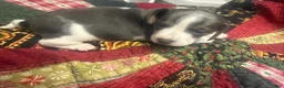 Miniature Dachshund dogs for sale: Miniature Dachshund 1 - Ad 7