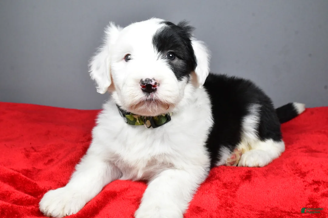 Old English Sheepdog dogs for sale: Crystal  - Ad 10