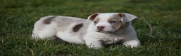 Mixed Breed dogs for sale: Jane - Ad 1