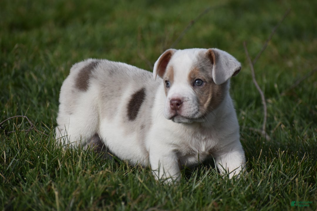 Mixed Breed dogs for sale: Jane - Ad 1