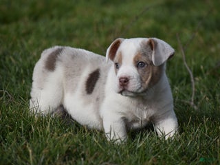 Mixed Breed dogs Jane - Ad 4