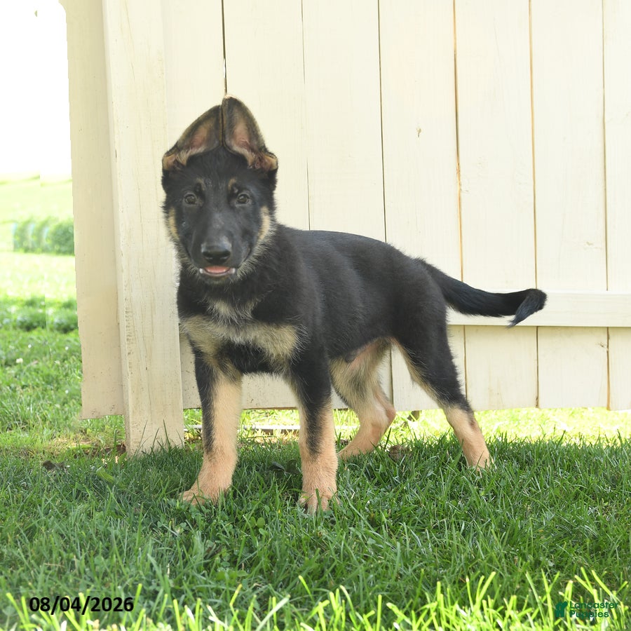 German Shepherd dogs Maverick - Ad 2