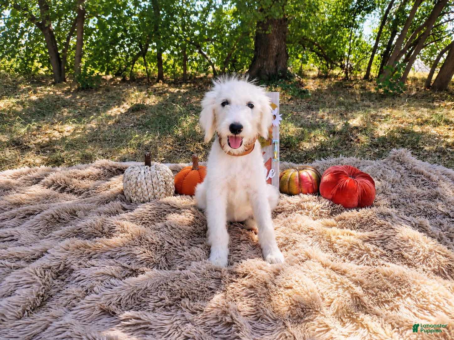 Mini Goldendoodle dogs Mini Goldendoodle 8 - Ad 1
