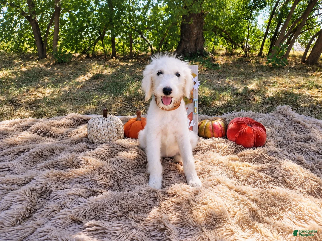 Mini Goldendoodle dogs for sale: Mini Goldendoodle 8 - Ad 1