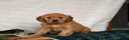 Miniature Golden Retriever dogs for sale: Blizzard - Ad 2
