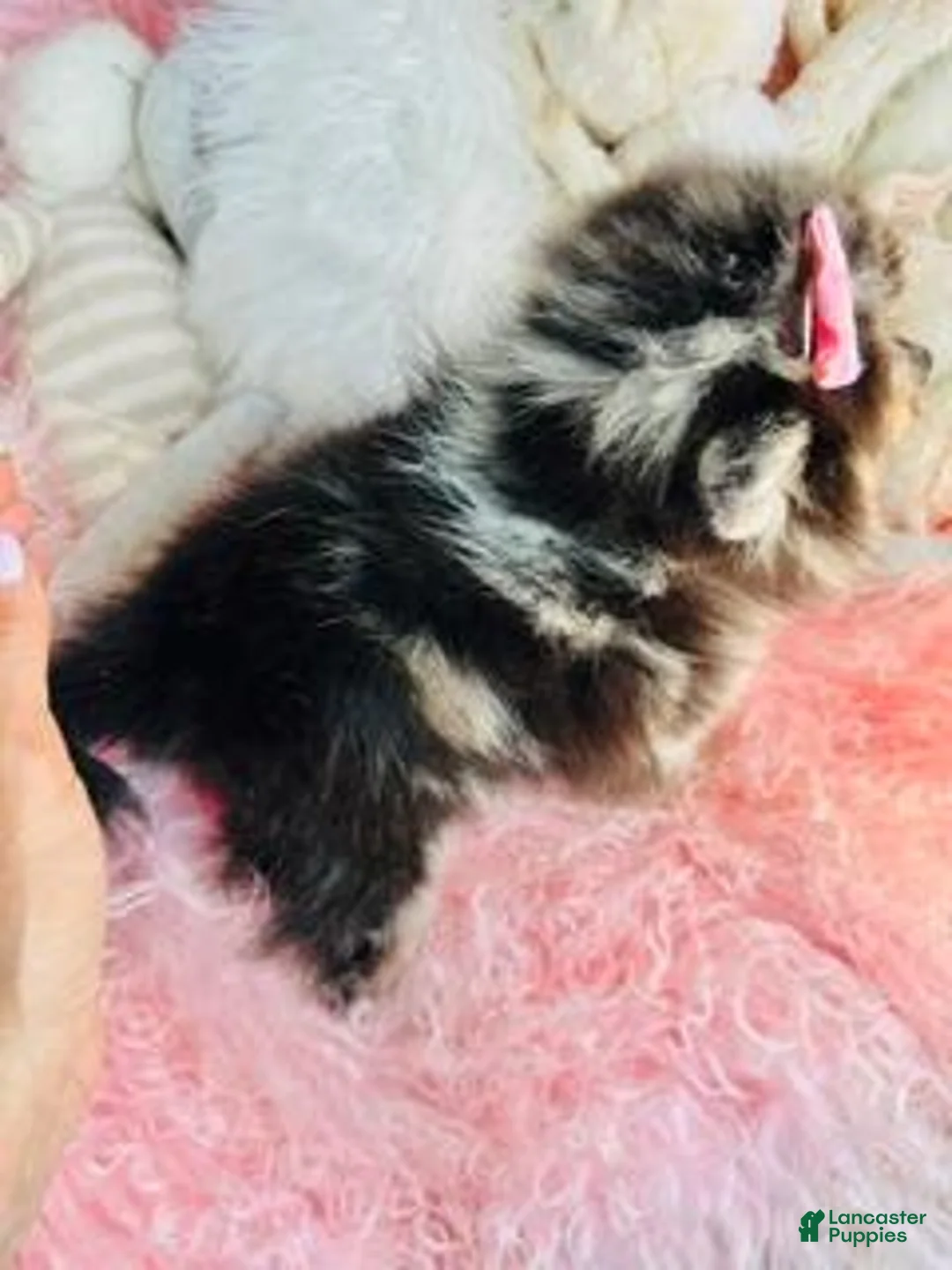 Pomeranian dogs for sale: Teacup Pomeranian  Near Miami- Palm Beach Area - Ad 4
