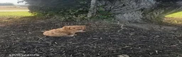 Cavapoo dogs for sale: Cedar - Ad 2