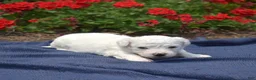 Bichon Frise dogs for sale: Winter - Ad 5