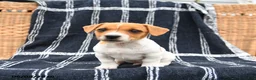 Jack Russell Terrier dogs for sale: Jett - Ad 3