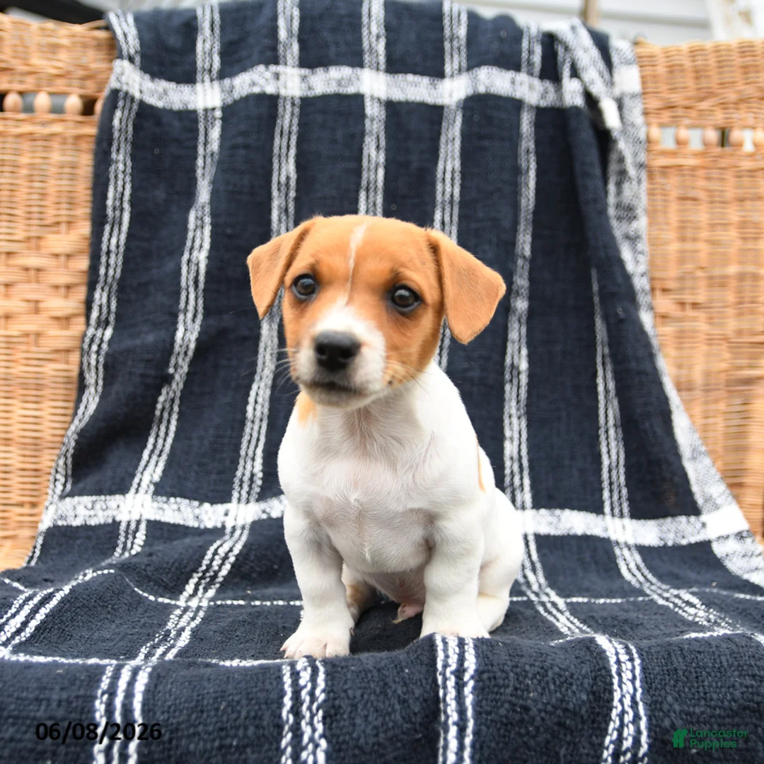 Jack Russell Terrier dogs for sale: Jett - Ad 3