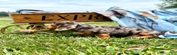 Dachshund dogs for sale: Dutch - Ad 2
