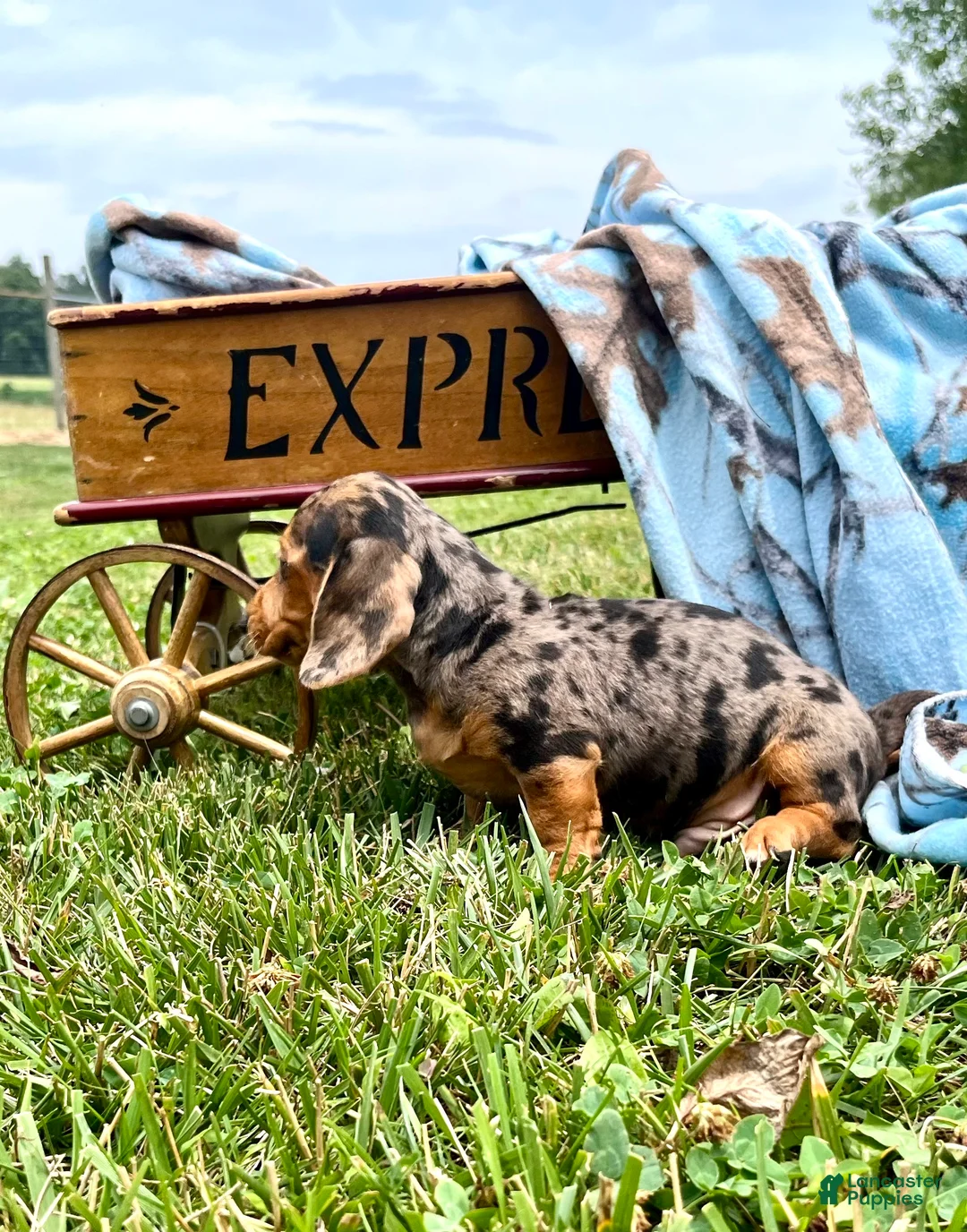Dachshund dogs for sale: Dutch - Ad 2