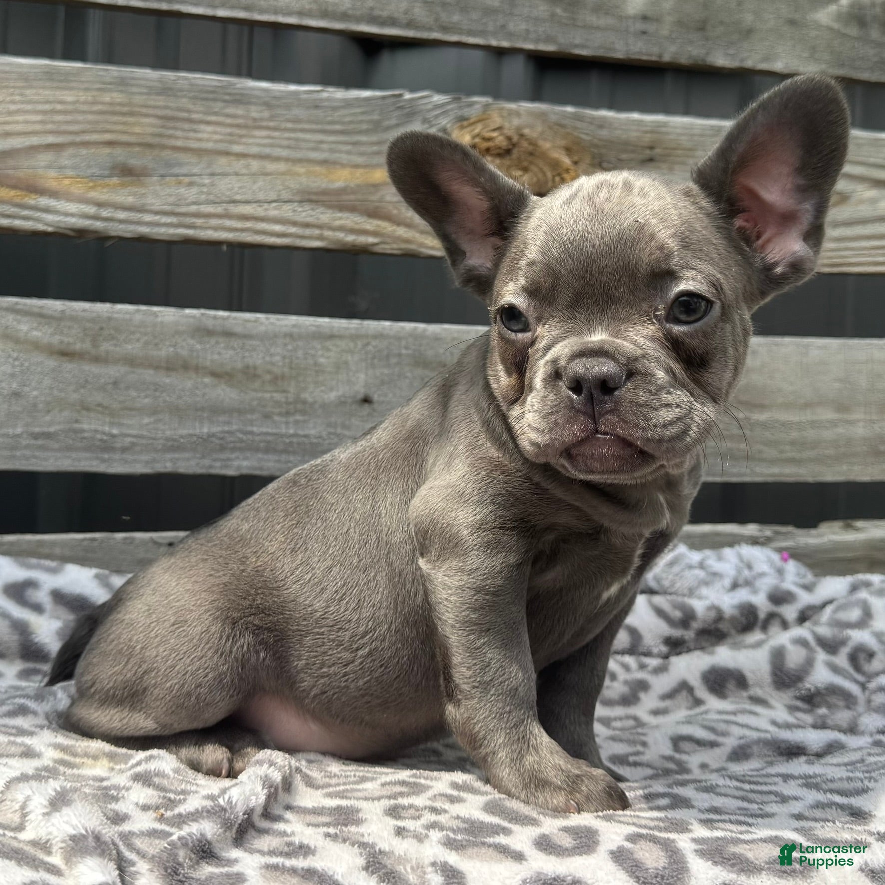 French Bulldog dogs Flynn - Ad 2