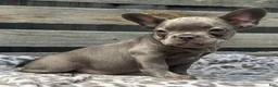 French Bulldog dogs for sale: Flynn - Ad 2