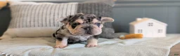 French Bulldog dogs for sale: Rocco - Ad 3