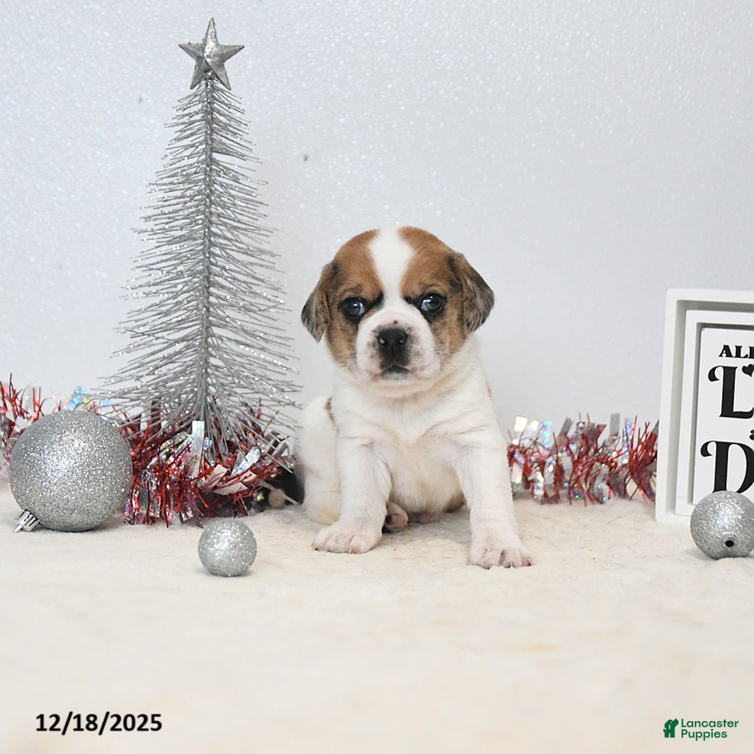 Puggle dogs for sale: Gizmo - Ad 3