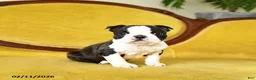 Boston Terrier dogs for sale: Romeo - Ad 8