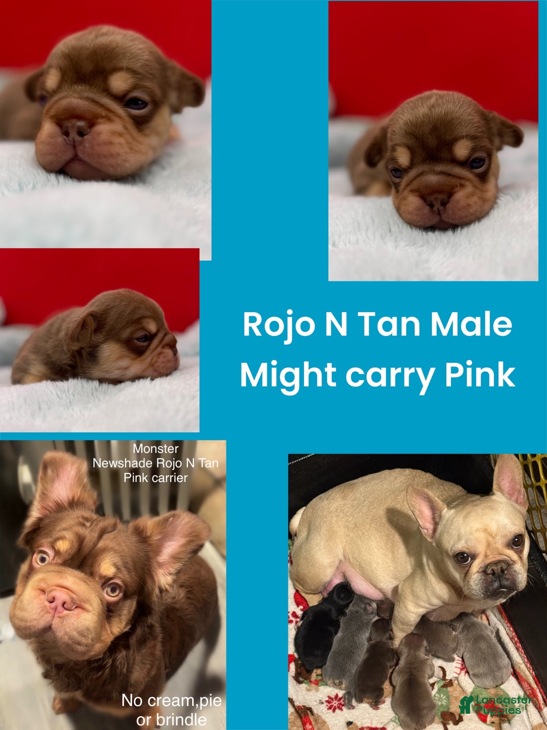 French Bulldog dogs for sale: French Bulldog Puppy 2 - Ad 1