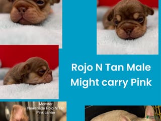 French Bulldog dogs French Bulldog Puppy 2 - Ad 12