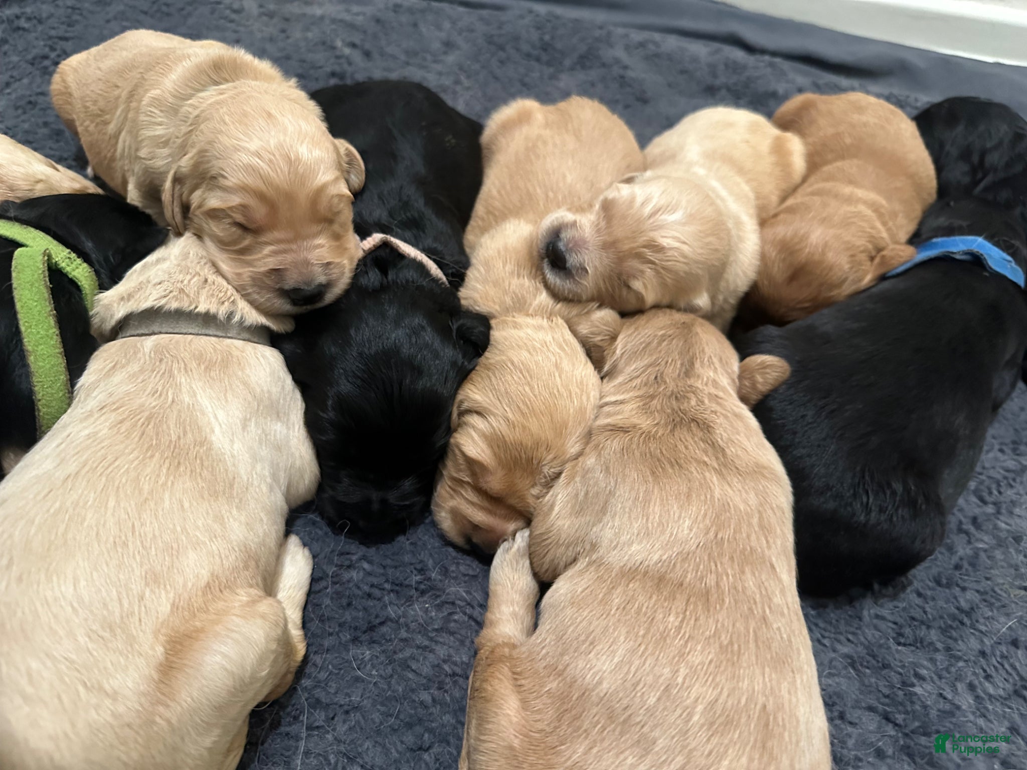 Goldendoodle dogs Goldendoodle Puppy 1 - Ad 10