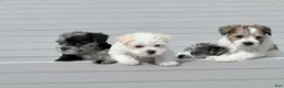 Miniature Schnauzer dogs for sale: Rosie - Ad 3