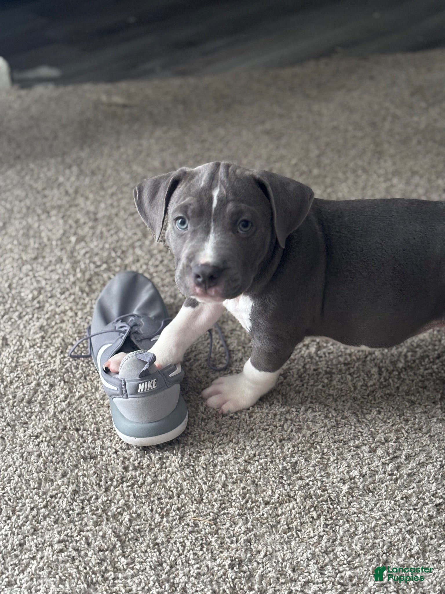 American Bully dogs American Bully 2 - Ad 33