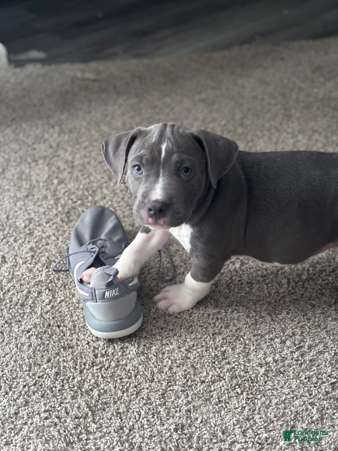 American Bully dogs for sale: American Bully 2 - Ad 1