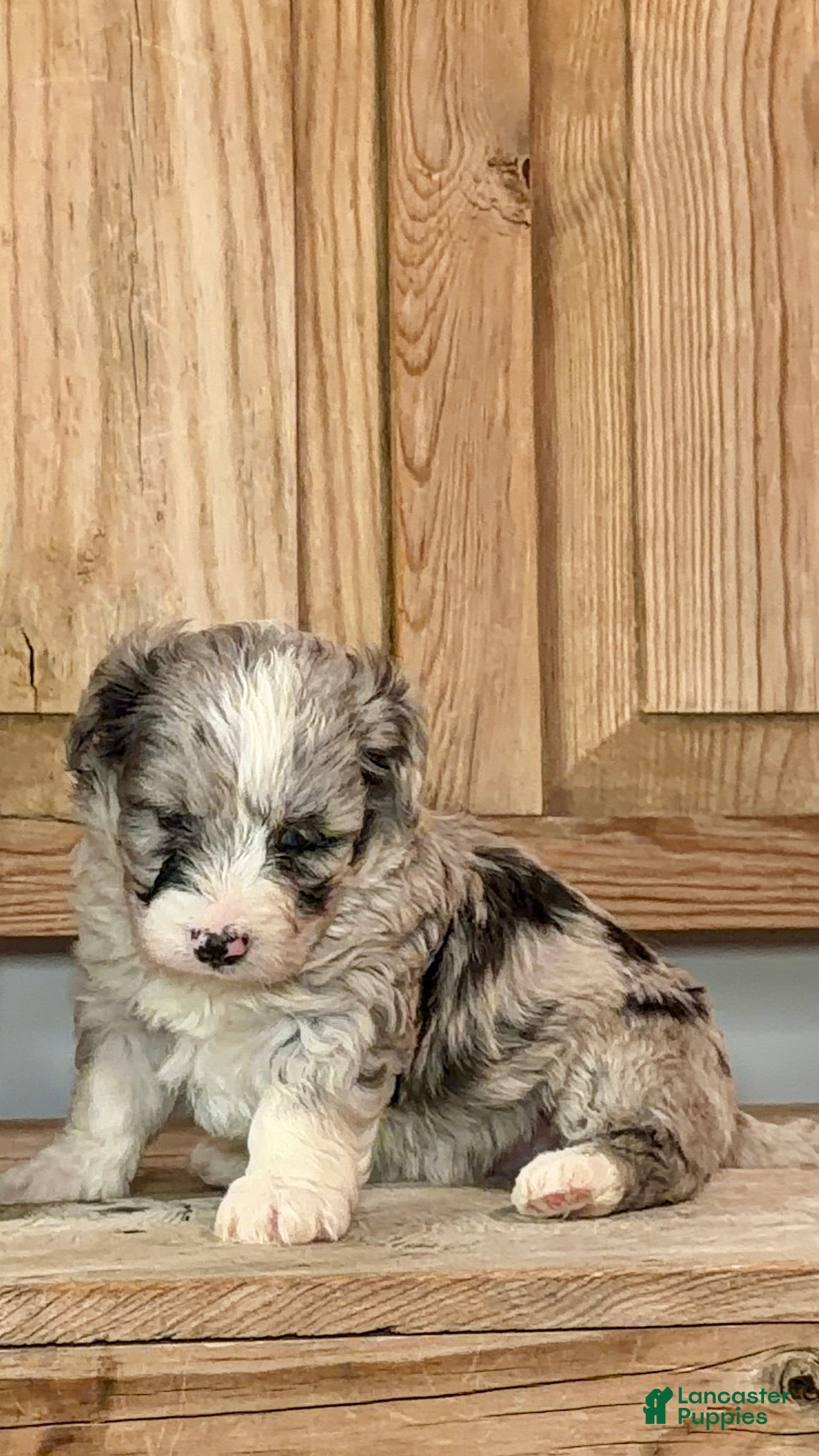 Bernedoodle dogs William, A One-of-a-Kind Spotted Boy - Ad 2