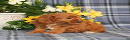 Cavapoo dogs for sale: BJ's Umpire - Ad 6