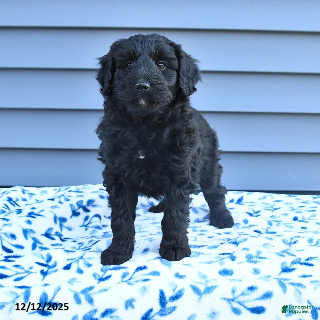 Mixed Breed dogs for sale: Anna - Ad 2