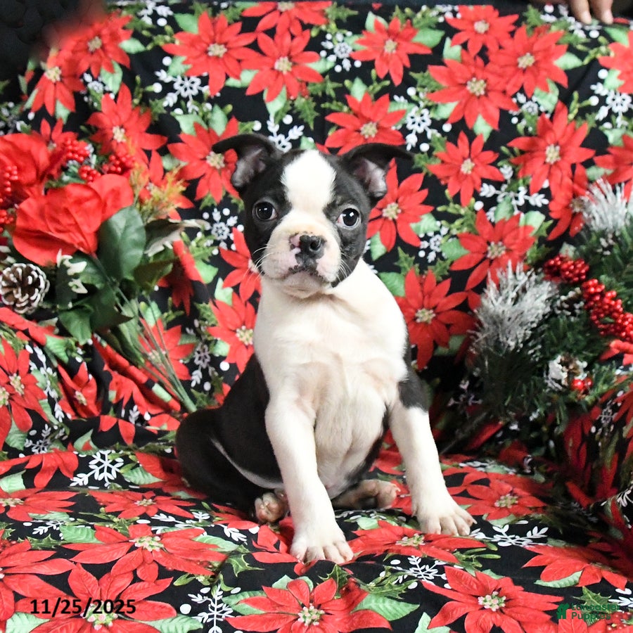 Boston Terrier dogs Cinder - Ad 10