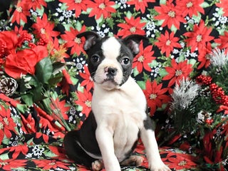 Boston Terrier dogs Cinder - Ad 18