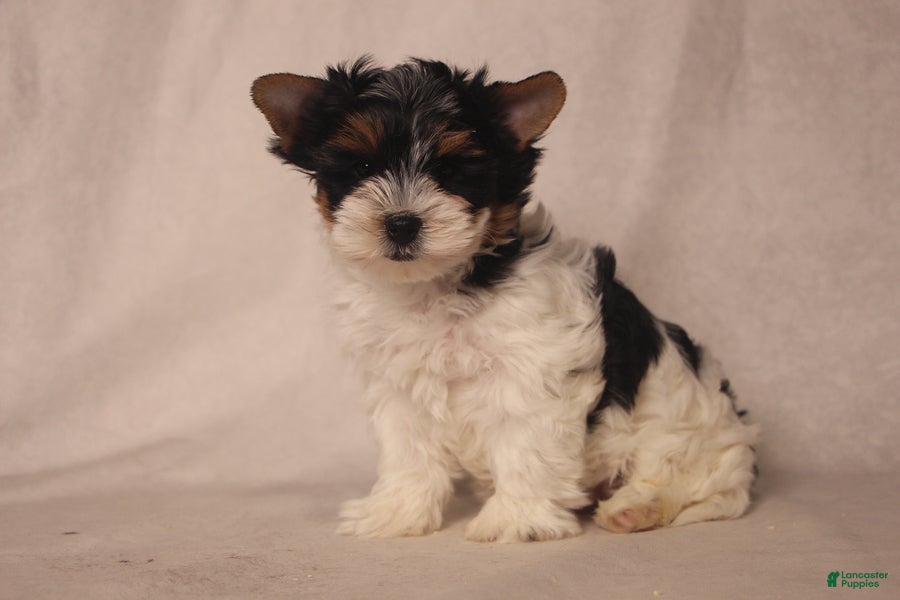 Biewer Terrier dogs Snoopy - Ad 2