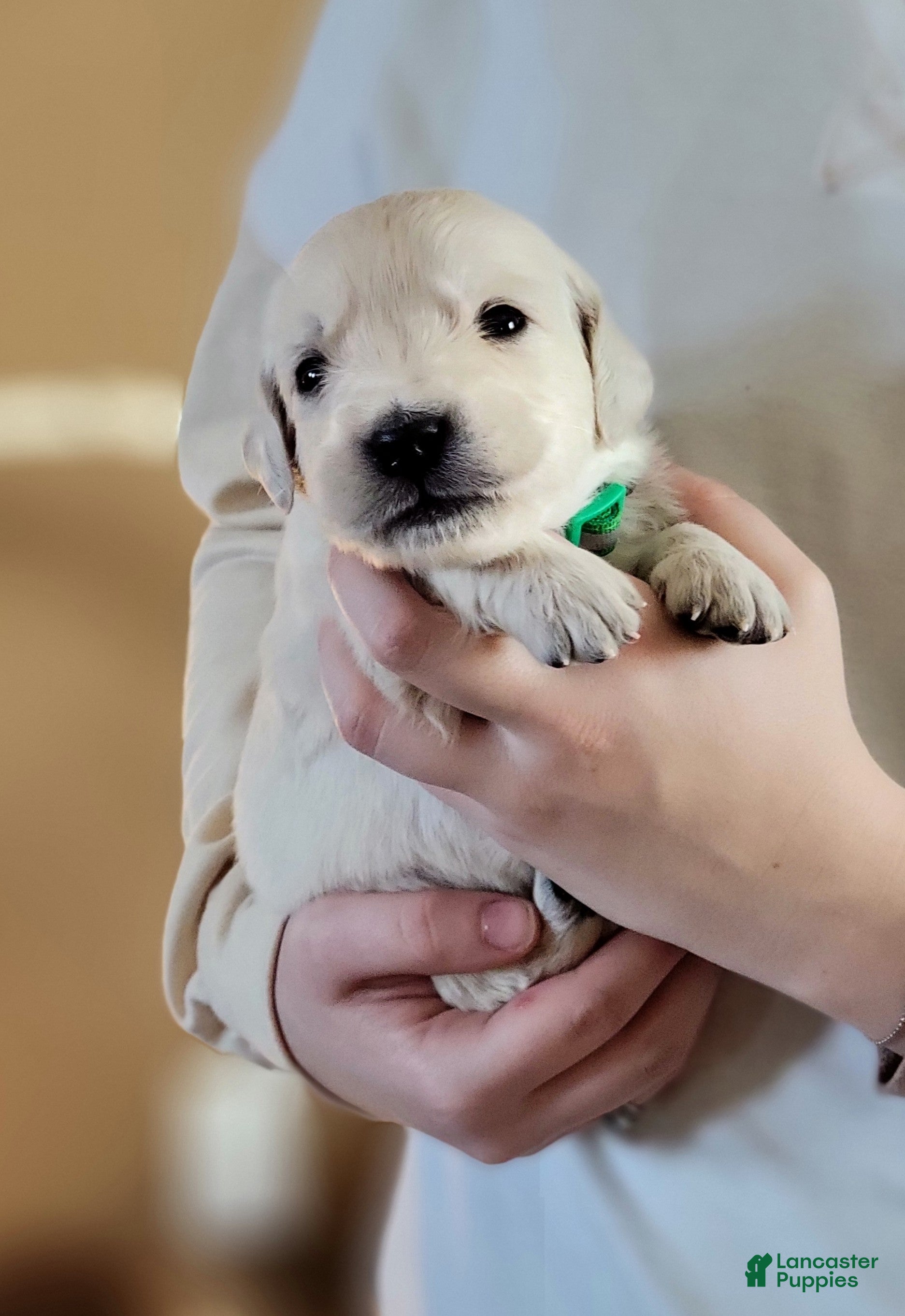 Golden Retriever dogs Apple Jacks  - Ad 2