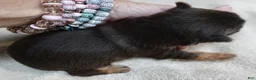 Yorkshire Terrier dogs for sale: Chocolate Meadow - Ad 16