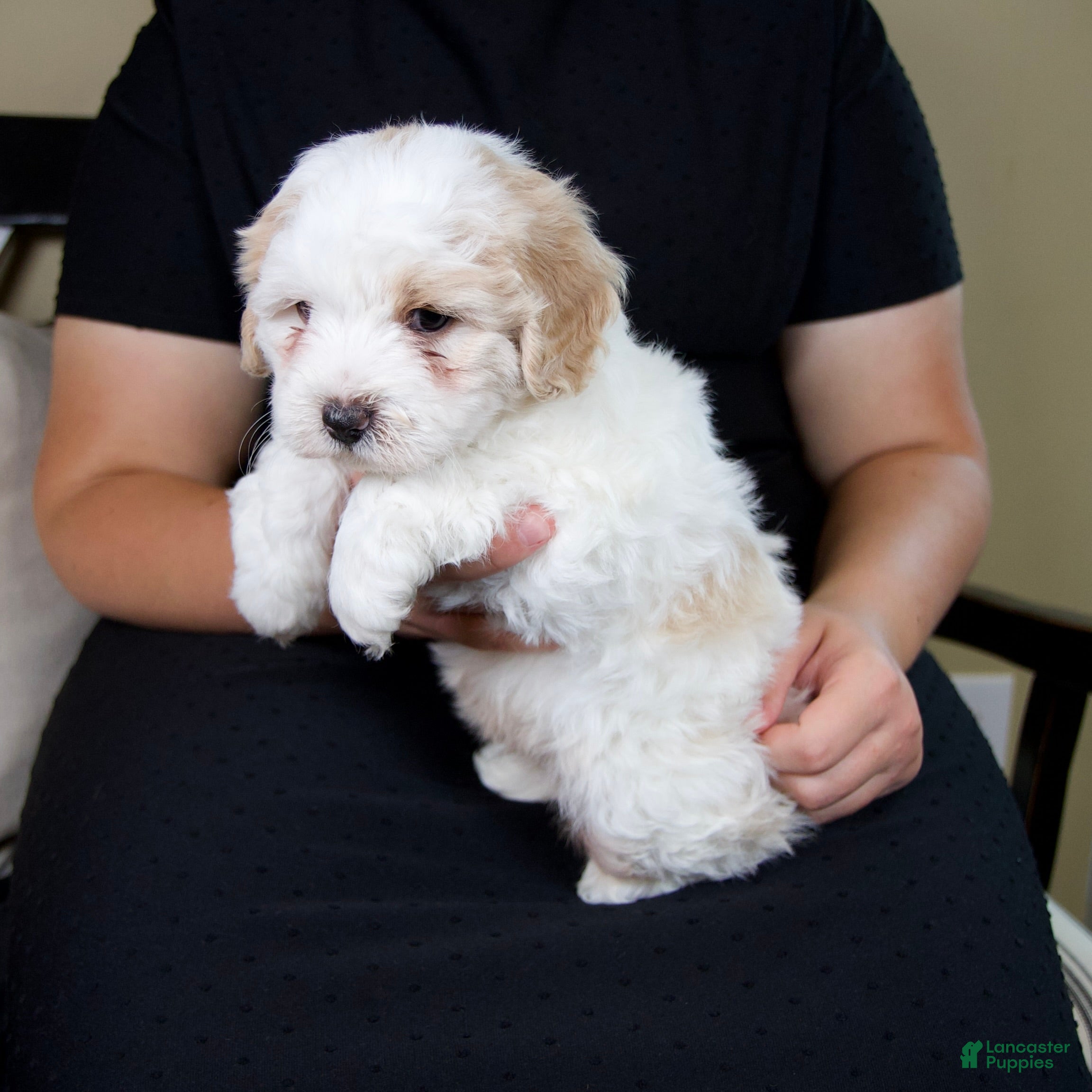 Mini Bernedoodle dogs Milo - Rare color! - Ad 2