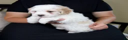 Mini Bernedoodle dogs for sale: Milo - Rare color! - Ad 2