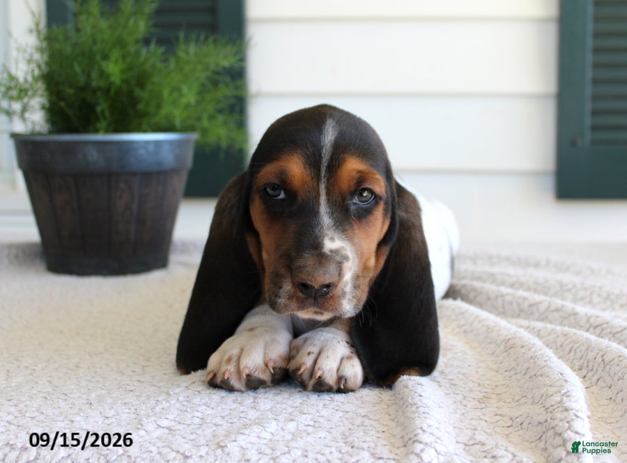 Basset Hound dogs Captain - Ad 2
