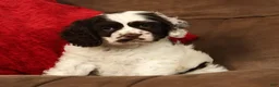Cocker Spaniel dogs for sale: Lily - Ad 4
